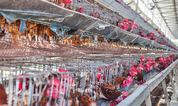Produção de frango e ovos caiu na Capital por causa da estiagem e das oscilações de energia elétrica (Foto: Rodrigo Sales)