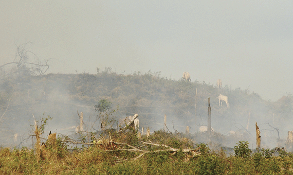 Além da seca por causa da forte estiagem, queimadas complicam situação dos municípios (Foto: Divulgação)