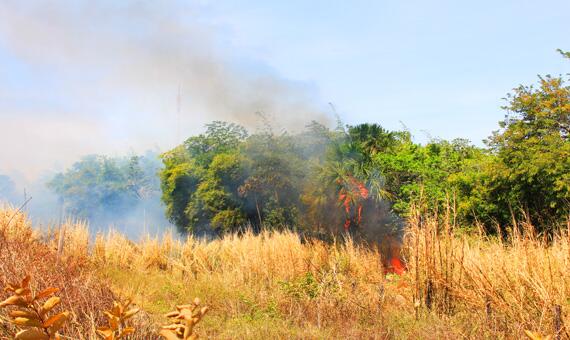 Fogo se alastrou sobre a vegetação nativa de uma área no bairro Aparecida (Foto: Diane Sampaio)