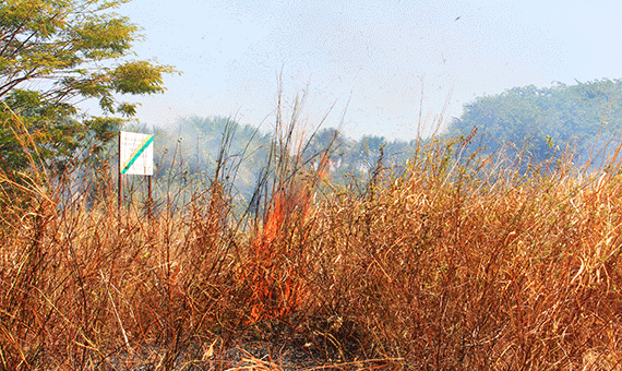 Área de proteção ambiental dentro da cidade foi atingida por incêndio na quarta-feira (Foto: Diane Sampaio)