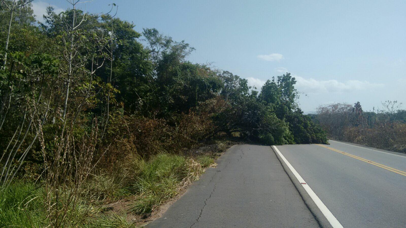 Árvore caída prejudicou o trânsito em Mucajaí (Foto: Divulgação)