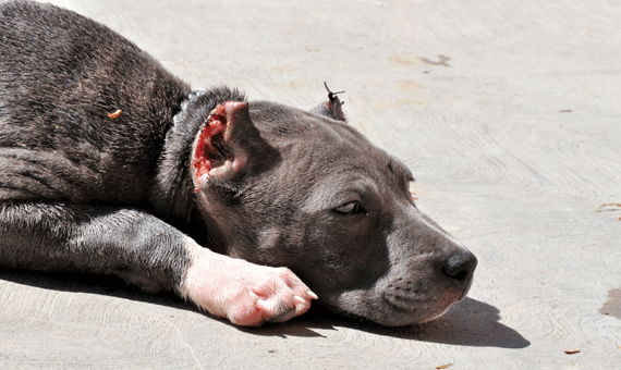 Filhote de Pit Bull foi apreendido por policiais militares no domingo à noite em Pacaraima (Foto: Rodrigo Sales)