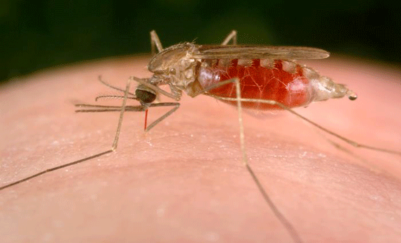 Mosquito Anopheles fêmea é o transmissor da malária (Foto: Divulgação)