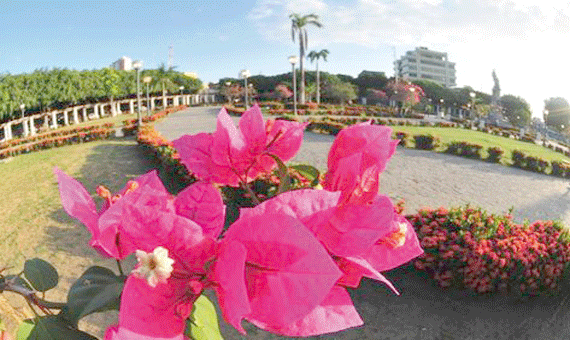 Boa Vista recebe pela primeira vez o Festival das Flores (Foto: Divulgação)