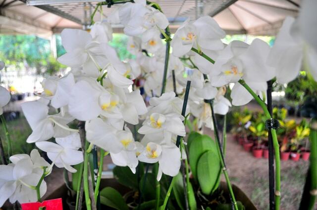 Até sexta, os visitantes vão poder comprar plantas ornamentais e orquídeas (Foto: Rodrigo Sales)