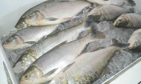 Pescado de cativeiro vai abastecer o mercado durante a Semana Santa (Foto: Ribamar Rocha)