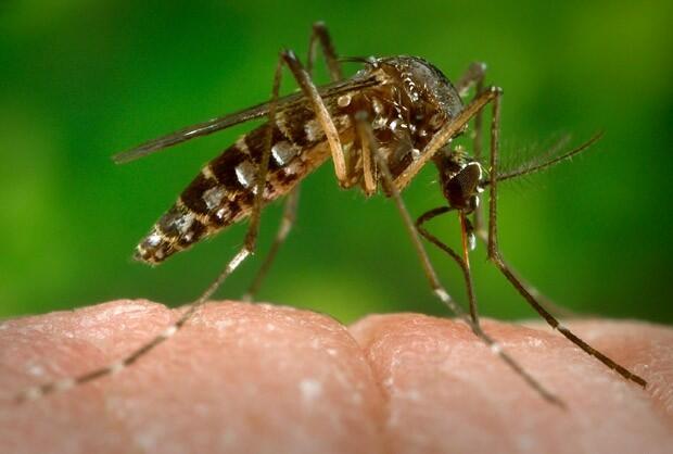 expectativa é que o Brasil se torne um centro de referência para validação dos ensaios ou testes moleculares que tem o vírus Zika como alvo