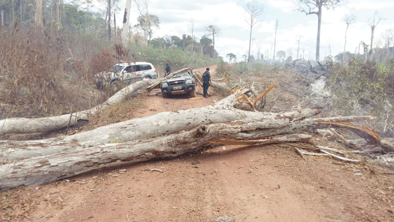 Camionete foi destruída pela árvore; via ficou interditada (Foto:Divulgação)