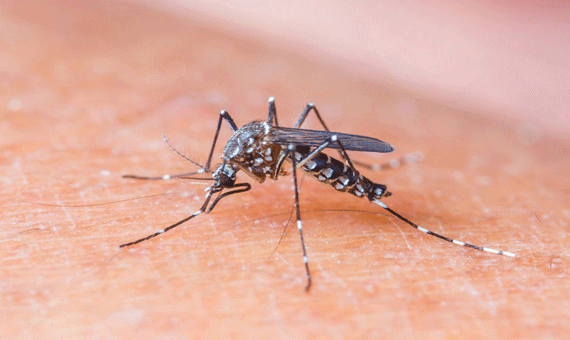 Aedes aegypti transmite dengue, febre chikungunya e zika vírus (Foto: Arquivo/Folha)