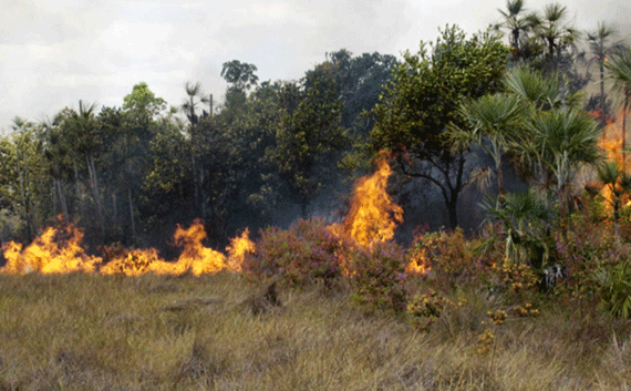 Incêndios florestais são ocasionados por queima em lotes rurais para preparar plantio (Foto: Celso Ambrósio/Ibama)