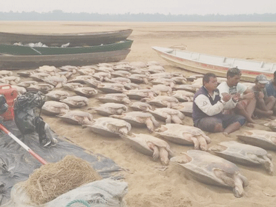 Acusados foram presos quando estavam transportando os animais para o Amazonas (Foto: Divulgação)