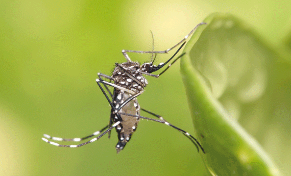 Municípios devem encaminhar relatórios das ações de combate ao mosquito (Foto: Divulgação)