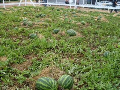 Pesquisas e palestras serão realizadas no Campo Experimento Água Boa (Foto: Divulgação)