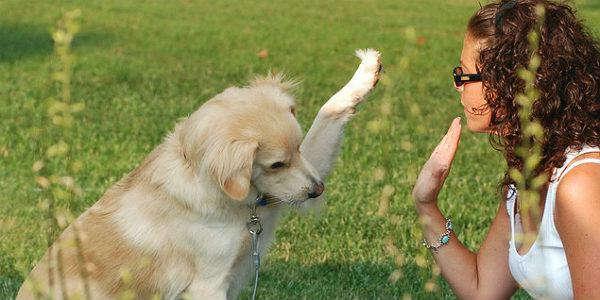 Projeto também prevê medidas para tirar animais das ruas (Foto: Divulgação)