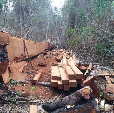 A extração ilegal de madeiras estava ocorrendo na Floresta Nacional de Roraima e na Terra Indígena Yanomami (Foto: Divulgação/PF)