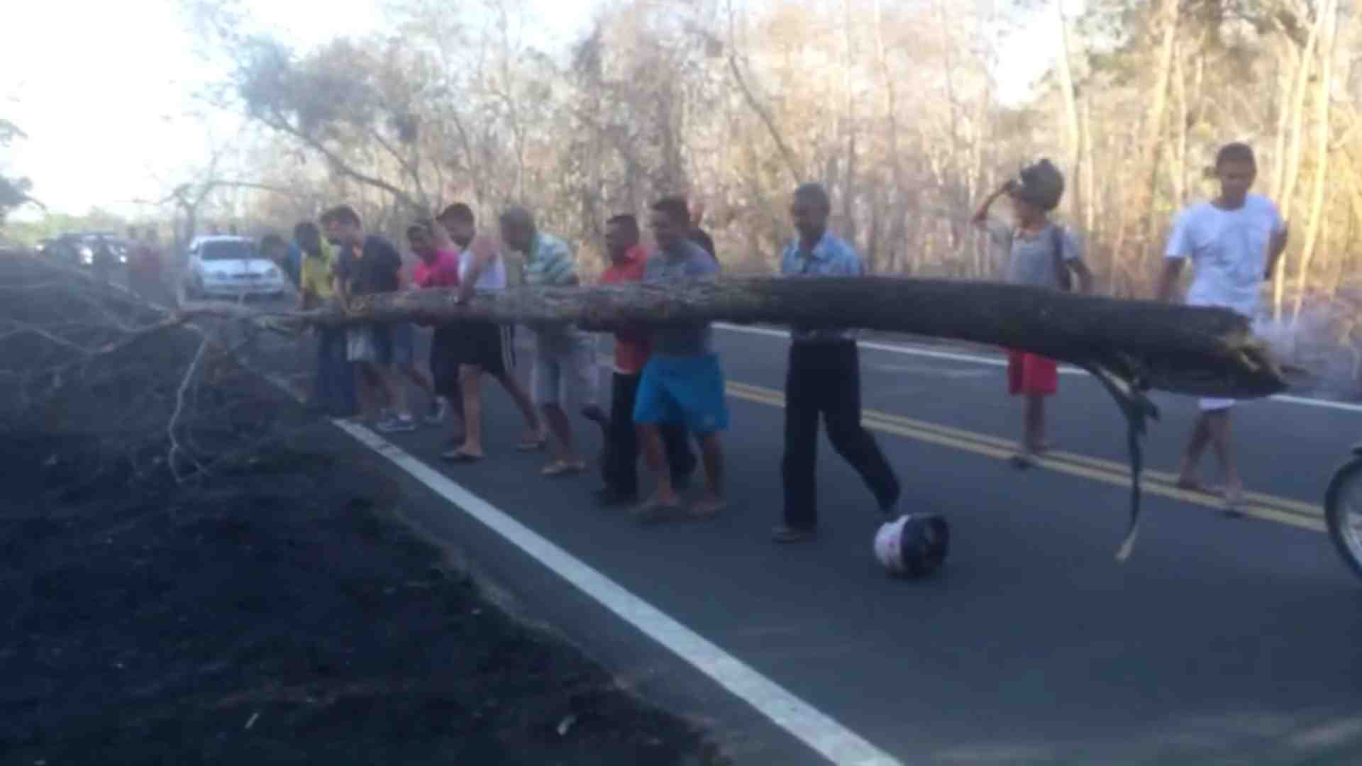 As árvores que ficam próximas à margem da BR-174 estão caindo na rodovia. Além dessa que foi retirada, mais duas estão correndo o risco de cair (Foto: Rodrigo Sales)