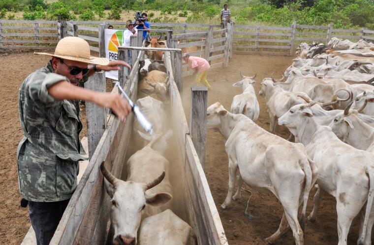 A meta é imunizar cinco mil animais (Foto: PMBV)