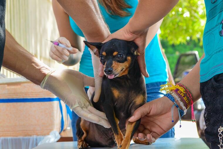 Os animais devem ser conduzidos com guias e coleiras (Foto: PMBV)