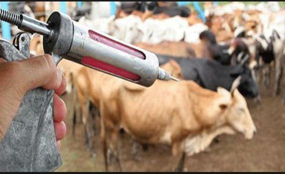 O prazo para vacinação foi prorrogado pelo Ministério da Agricultura até o dia 30 de maio