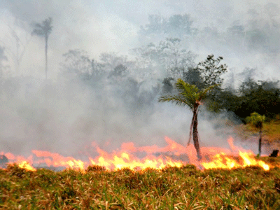 Recursos serão destinados a projetos de pesquisa para a região Amazônica (Foto: Divulgação)