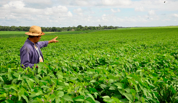 Roraima produz um tipo específico de soja não transgênica que interessa aos alemães (Foto: Neto Figueredo)