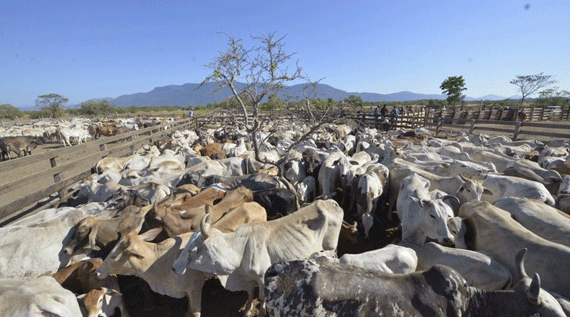 Fiscalização da Receita Federal está fazendo acompanhamento do volume de vendas de gado (Foto: Divulgação)