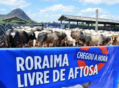 Roraima luta para conseguir status de livre da febre aftosa com vacinação (Foto: Divulgação)