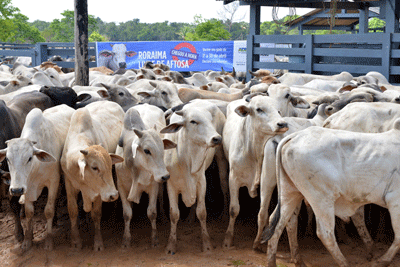 Aderr havia pedido prorrogação por 15 dias, mas Secretaria Federal da Agricultura conseguiu um mês (Foto: Divulgação)