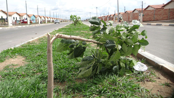 Moradores encontraram, pelo menos, quatro árvores cortadas no canteiro central da via.(Foto: Divulgação)