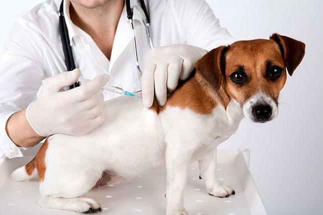 Confira os 31 postos de vacinação contra a raiva que vão funcionar neste sábado