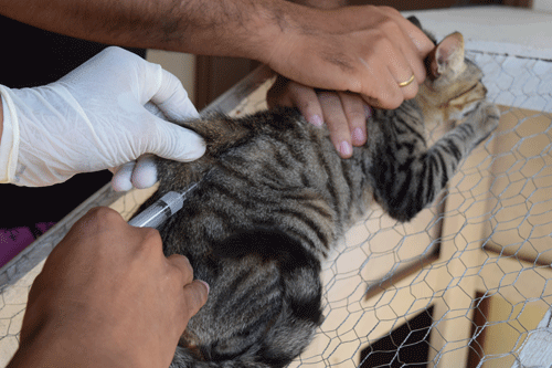 Meta é vacinar 15 mil animais domésticos durante sábado e domingo (Foto: Rodrigo Sales)