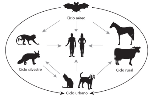 Ilustração mostra como é o ciclo de transmissão da raiva de animais para humanos (Foto: Divulgação)