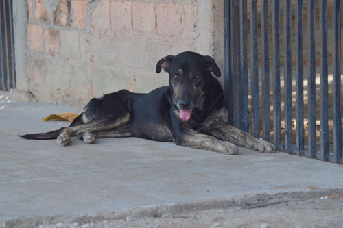 Animais abandonados preocupam os moradores do bairro Asa Branca, onde ocorreu o caso de raiva humana (Foto: Rodrigo Sales)