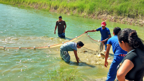 Além da exportação, pescado será utilizado como fonte de alimento das comunidades (Foto: Divulgação)