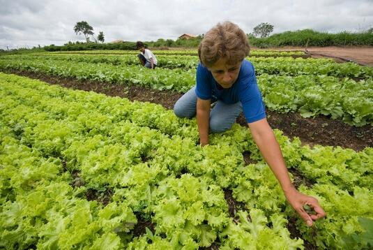 Evento mostrará a importância do consumo de alimentos orgânicos (Foto: Divulgação)