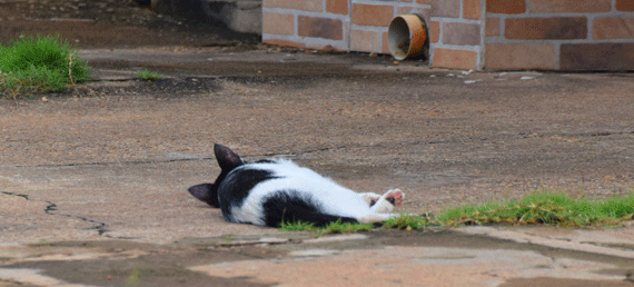 Suspeita-se que animais vêm sendo eliminados nos bairros da Capital (Foto: Rodrigo Sales)