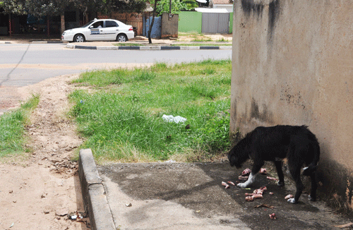 Animais abandonados andam pelas ruas da Capital e colocam em risco saúde pública (Foto: Thirza Perin)