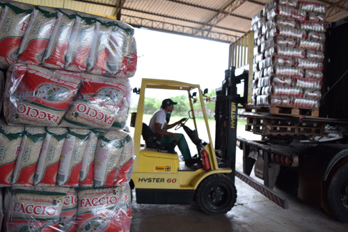 Compromisso do Sindigrãos é vender 80% do arroz produzido para comerciantes roraimenses e amazonenses (Foto: Rodrigo Sales)