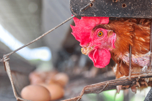 Para a Aderr, é mais provável que frangos do Brasil estejam sendo exportados para a Guiana (Foto: Rodrigo Sales)