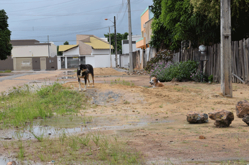 Animais de rua seriam vítimas de envenenamento também (Foto: Rodrigo Sales)