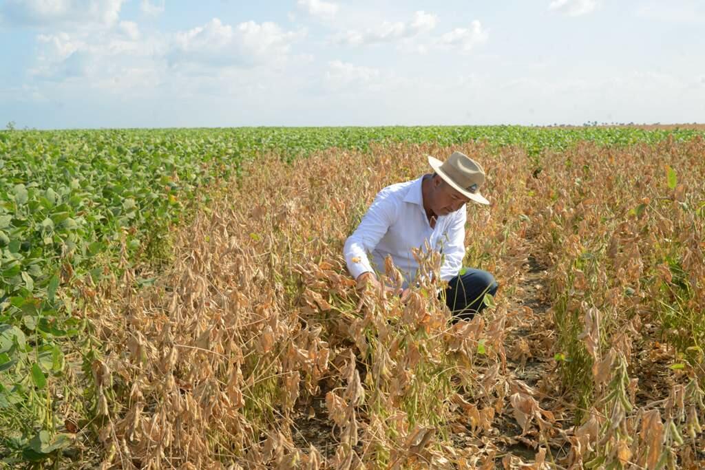 A colheita da soja em Roraima será realizada no dia 03 de setembro (Foto: Divulgação)
