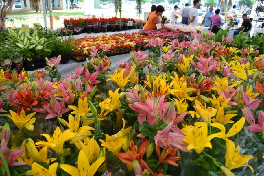 Público da capital terá até o domingo, 11, para apreciar as belezas das flores de Holambra (Foto: Rodrigo Sales)