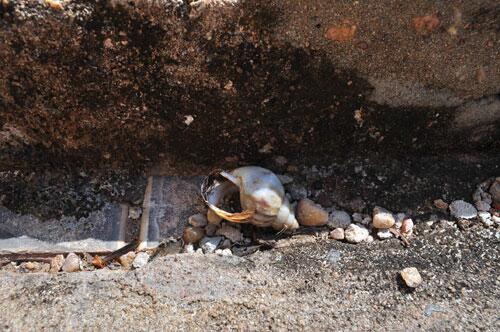 Caramujos se alastram na vizinhança e podem chegar à praça do bairro (Foto: Thirza Perim)