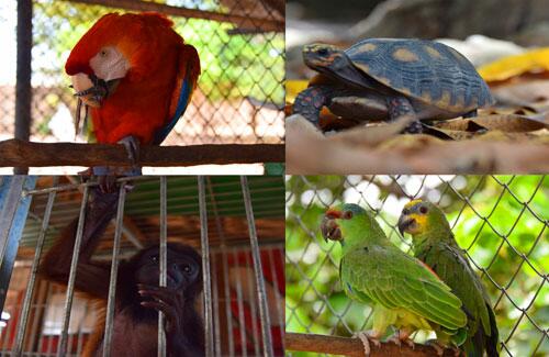 Animais recebem tratamento e se reabilitam no Centro de Triagem, no bairro Cidade Satélite (Foto: Rodrigo Sales)