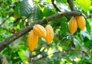 conteudo de folhabv.com.br