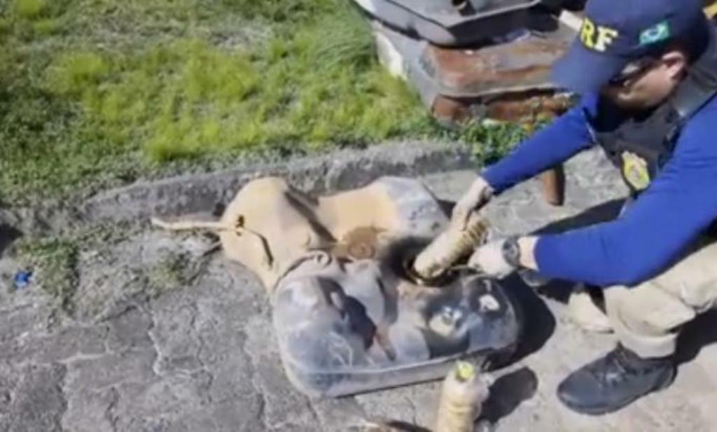 Drogas estavam escondidas dentro de tanque de combustível (Foto: Divulgação/Nucom PRF)