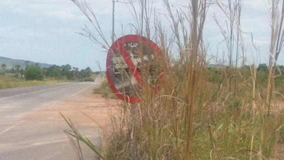 Vegetação encobre placas de sinalização e até pode esconder criminosos à margem da pista (Foto: Divulgação)
