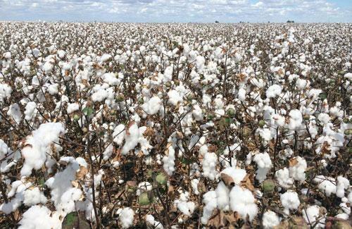 Plantações de algodão se concentram no Município de Alto Alegre, região Centro-Oeste de Roraima (Foto: Divulgação)