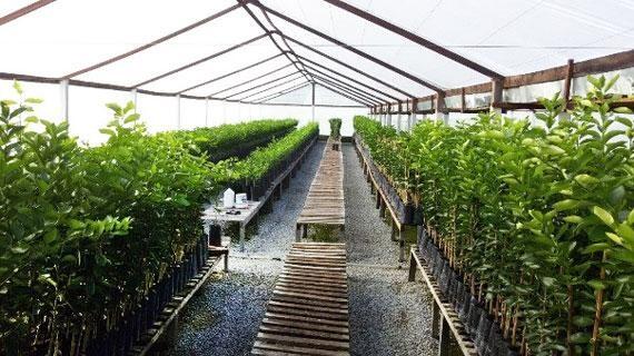 Ideia de criar um viveiro surgiu após uma demanda da própria empresária, que queria ampliar o seu pomar de frutas cÃtricas (Foto: Arquivo Pessoal/Ilaine Henz) Ideia de criar um viveiro surgiu após uma demanda da própria empresária, que queria ampliar o seu pomar de frutas cÃtricas (Foto: Arquivo Pessoal/Ilaine Henz)