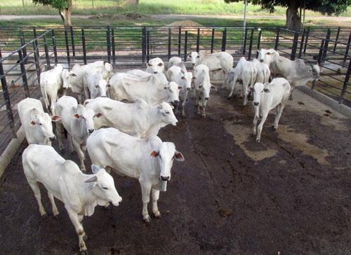 Pecuarista registrou imagens dos animais que, segundo ele, sofreram maus-tratos (Foto: Divulgação)